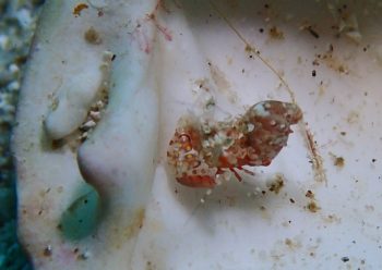 サガミツノメエビ