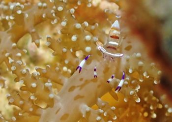 アカホシカクレエビ