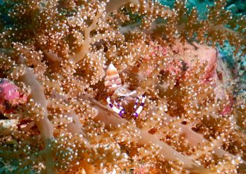 アカホシカクレエビ