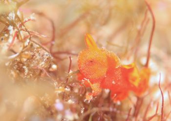 イロカエルアンコウ