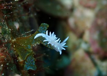 シロイバラウミウシ