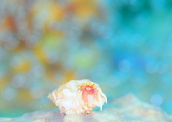 アカテミギキキヨコバサミ