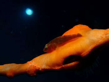 ウミショウブハゼ