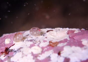 マキエホテイヨコエビ