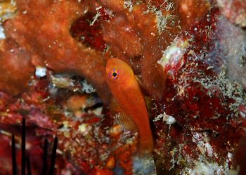 ナガシメベニハゼ