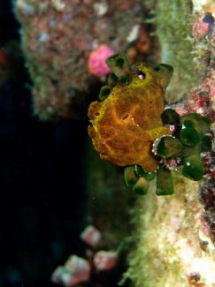 オオモンカエルアンコウ