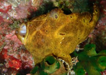 オオモンカエルアンコウ