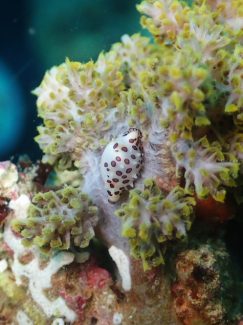 テンロクケボリ