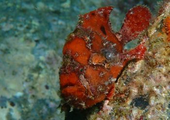 ベニカエルアンコウ