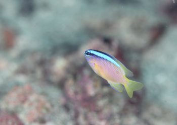 アオスジスズメダイ