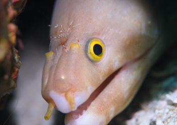 シロヘリウツボ