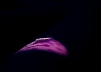 ヒトデヤドリエビ