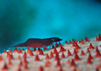 ヒトデヤドリエビ