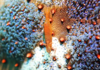 ヒトデヤドリエビ