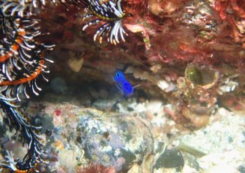 ナガサキスズメダイ