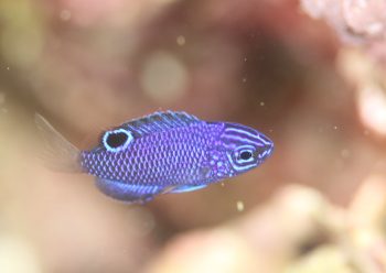 ナガサキスズメダイ