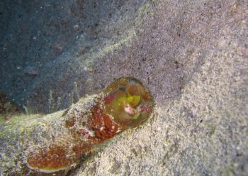 ミジンベニハゼ