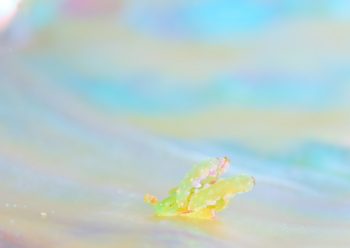 フリソデミドリガイ