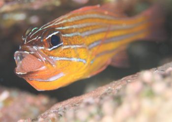 キンセンイシモチ