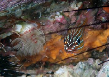 キンセンイシモチ