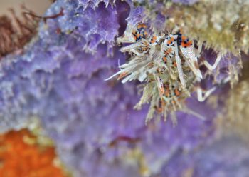 トゲツノメエビ　