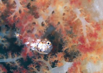 イナズマヒカリイシモチ