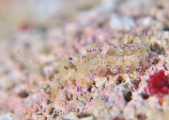 ユビワミノウミウシ