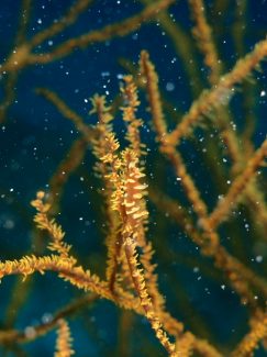 ビシャモンエビ