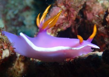 カグヤヒメウミウシ