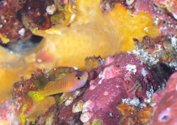 ダイトクベニハゼ