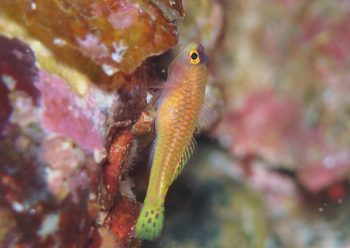 ダイトクベニハゼ