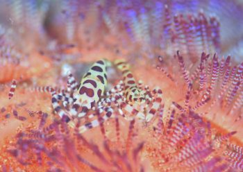 コールマンシュリンプ