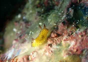 ゴマフビロードウミウシ　