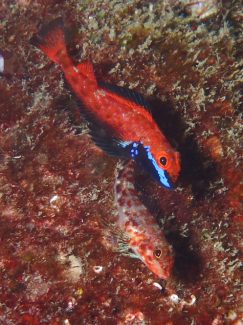 ヨゴレヘビギンポ