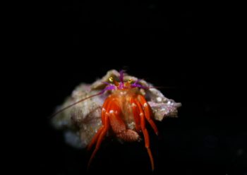 フルセゼブラヤドカリ