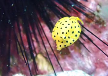 ミナミハコフグ