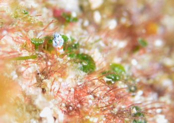 ウスアオミノウミウシ