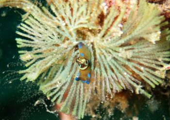 ミドリリュウグウウミウシ