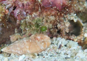 ネジレヤドカリ属の一種