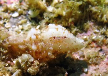 ネジレヤドカリ属の一種