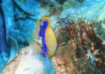 セナキルリスズメダイ