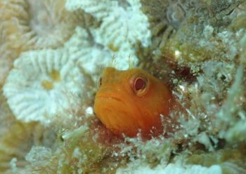 ハダカコケギンポ