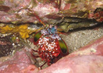 モンハナシャコ