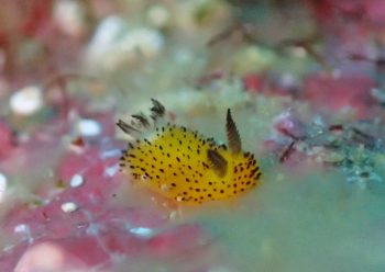 ゴマフビロードウミウシ