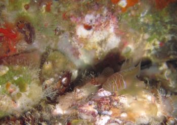 フトスジイレズミハゼ