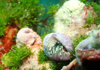 ウスイロサンゴヤドカリ