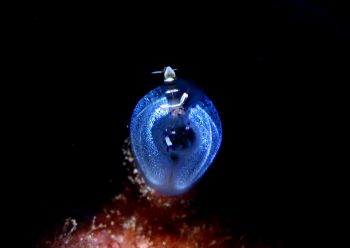 アカホシカクレエビ