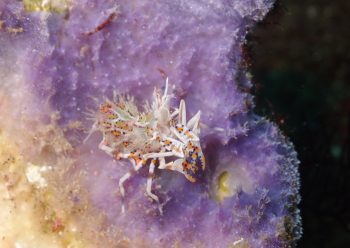 トゲツノメエビ