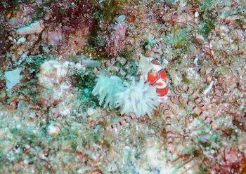 キンチャクガニ