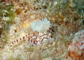 キンチャクガニ